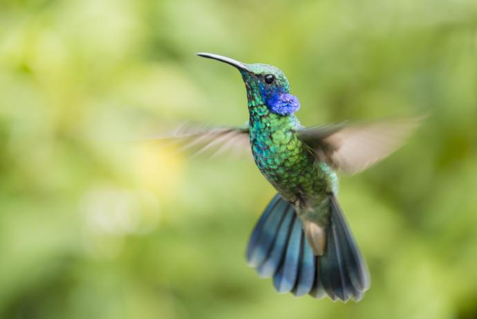 kleurrijke kolibrie